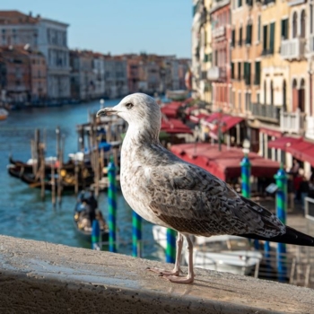 Italien Venedig Moewen Symbol quadrat Foto iStock ImagoDens